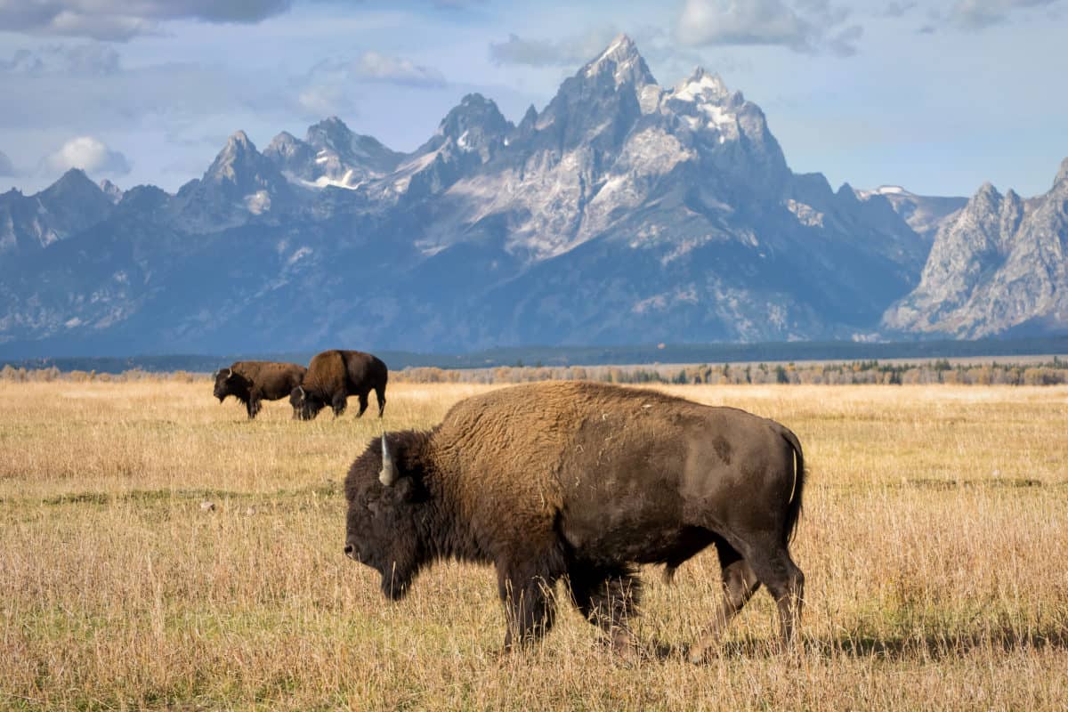 Ultimate Grand Teton National Park Guide | Wonderfarr